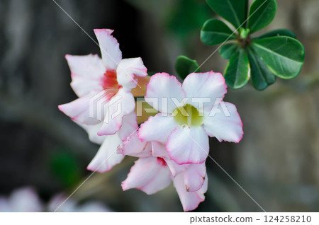 Adenium obesum , Desert rose or Mock Azalea or Pink bignonia or Impala lily or APOCYNACEAE or pink flowers Adenium obesum , Desert rose or Mock Azalea or Pink bignonia or Impala lily or APOCYNACEAE or pink flowers 124258210