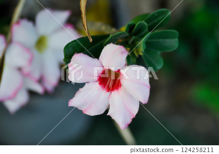 Adenium obesum , Desert rose or Mock Azalea or Pink bignonia or Impala lily or APOCYNACEAE or pink flowers Adenium obesum , Desert rose or Mock Azalea or Pink bignonia or Impala lily or APOCYNACEAE or pink flowers 124258211