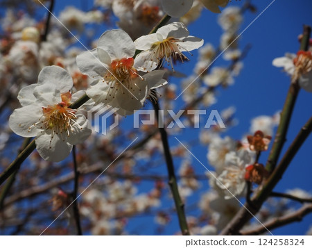 Close-up photo of white plum blossoms Close-up photo of white plum blossoms 124258324