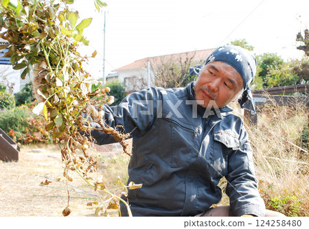 Man harvesting peanuts, part 3 124258480