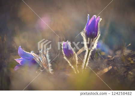 Spring background with flower. Beautiful nature at sunset in spring time. Pasque flower (Pulsatilla grandis) 124258482