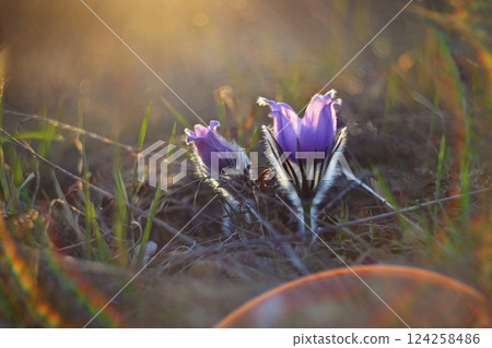 Spring flower. Nature with meadow and sunset. Seasonal concept for springtime. Beautifully blossoming pasque flower and sun with a natural colored background. (Pulsatilla grandis) Spring flower. Nature with meadow and sunset. Seasonal concept for springtime. Beautifully blossoming pasque flower and sun with a natural colored background. (Pulsatilla grandis) 124258486