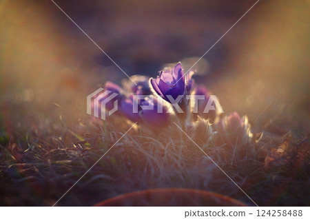 Spring flower. Nature with meadow and sunset. Seasonal concept for springtime. Beautifully blossoming pasque flower and sun with a natural colored background. (Pulsatilla grandis) 124258488