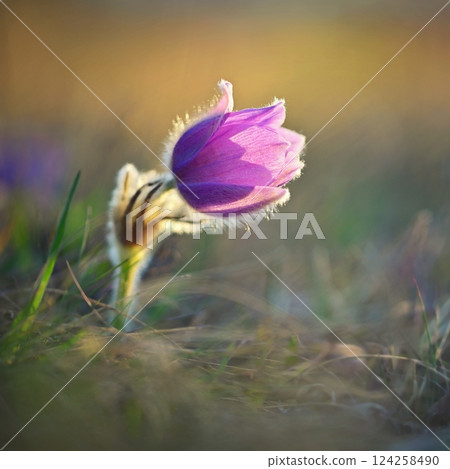 Spring background with flower. Beautiful nature at sunset in spring time. Pasque flower (Pulsatilla grandis) 124258490