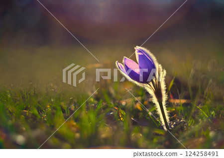 Spring and springtime flower in the rain.  Blooming beautiful flowers on a meadow in nature. Pasque flower and sun with a natural colored background. (Pulsatilla grandis) 124258491