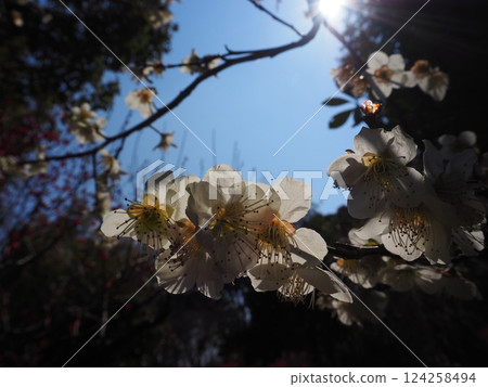 Plum Garden at Yamadaike Park Plum Garden at Yamadaike Park 124258494