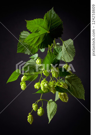 Hop with leaves on a black background. Hop with leaves on a black background. 124258609