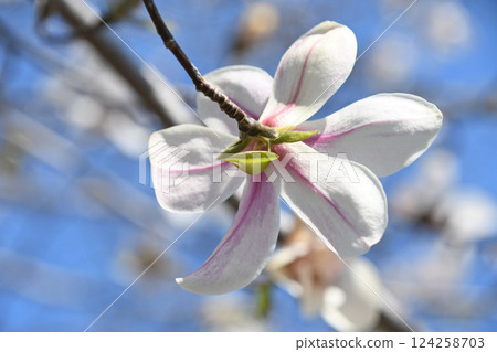 木蘭花的背面 124258703