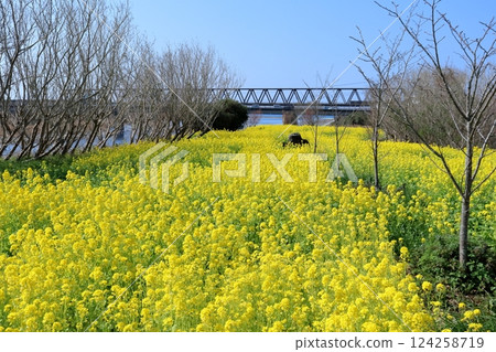 The rapeseed flower field at Nijusanji Park (Tano Town, Kochi Prefecture) 124258719