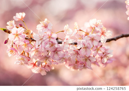 淀水道上的櫻花 124258765