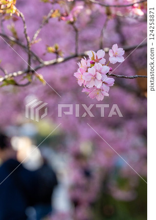 淀水道上的櫻花 淀水道上的櫻花 124258871
