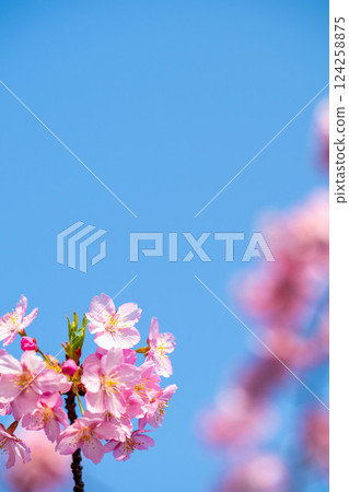 Cherry blossoms in the Yodo waterway 124258875