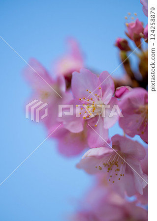 Cherry blossoms in the Yodo waterway Cherry blossoms in the Yodo waterway 124258879