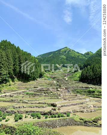 The rice terraces where rice planting has begun are highlighted by the clear blue sky of May and the fresh greenery at the foot of Mt. Kurakake [Yotsuya Senmaida/Shinshiro City, Aichi Prefecture] 124258880