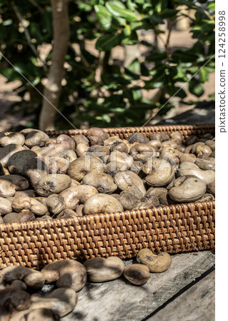 organic cashew seeds in thailand farm 124258998