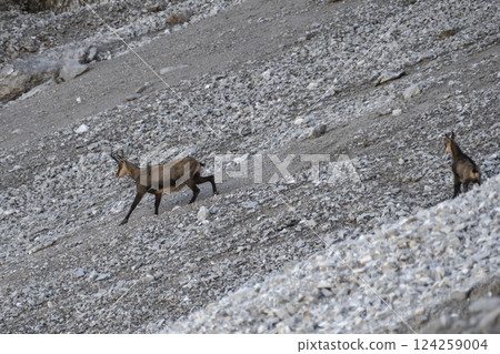 Herd of Chamois at Karwendel Hohenweg, Austria 124259004