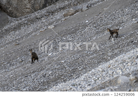 Herd of Chamois at Karwendel Hohenweg, Austria 124259006