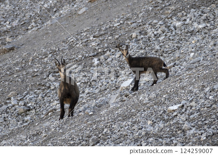 Herd of Chamois at Karwendel Hohenweg, Austria Herd of Chamois at Karwendel Hohenweg, Austria 124259007
