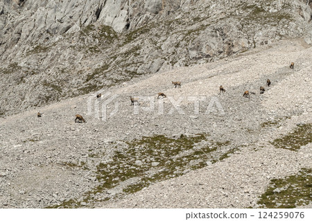 Herd of Chamois at Karwendel Hohenweg, Austria 124259076