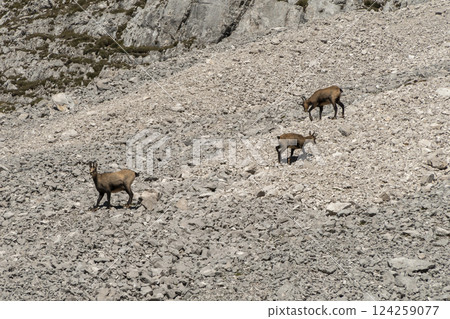 Herd of Chamois at Karwendel Hohenweg, Austria 124259077