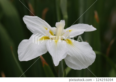 The Japanese-style flower shape of the Japanese iris - Part 1 124259204