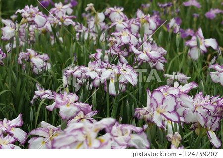 The Japanese-style flower shape of the Japanese iris - Part 4 124259207