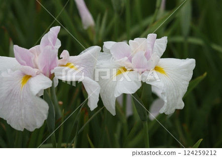 The Japanese-style flower of the Japanese iris - 124259212