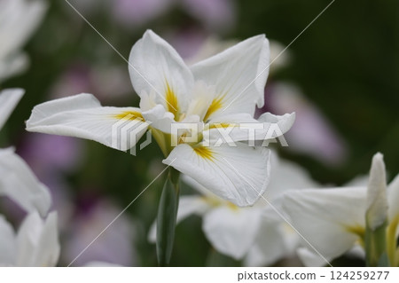 日本鳶尾花的日式花形 124259277