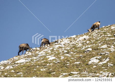 Herd of Chamois at Karwendel Hohenweg, Austria Herd of Chamois at Karwendel Hohenweg, Austria 124259301