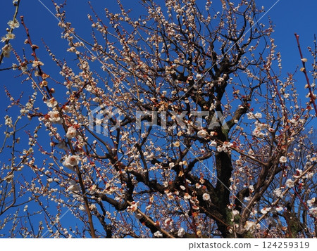 Plum tree looking up Plum tree looking up 124259319