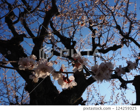 仰望的梅花樹 仰望的梅花樹 124259325