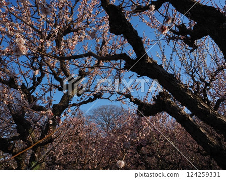 仰望的梅花樹 124259331