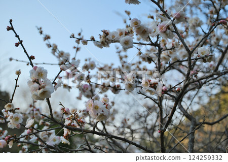 市立公園梅花盛開 市立公園梅花盛開 124259332