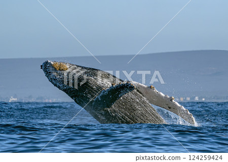humpback whale breaching in pacific ocean off the coast of todos santos baja california sur humpback whale breaching in pacific ocean off the coast of todos santos baja california sur 124259424