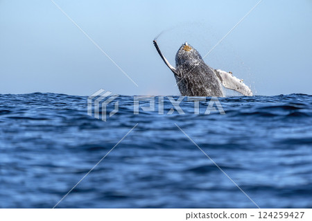 humpback whale breaching in pacific ocean off the coast of todos santos baja california sur 124259427