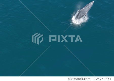 humpback whale mother and calf breaching mexico aerial view with drone humpback whale mother and calf breaching mexico aerial view with drone 124259434