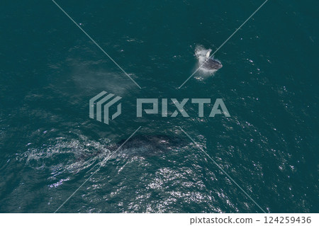 humpback whale mother and calf breaching mexico aerial view with drone 124259436