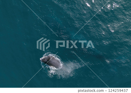 humpback whale mother and calf breaching mexico aerial view with drone 124259437
