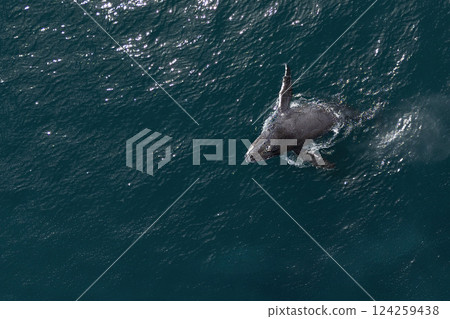 humpback whale mother and calf breaching mexico aerial view with drone 124259438