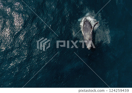 humpback whale mother and calf breaching mexico aerial view with drone 124259439
