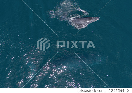 humpback whale mother and calf breaching mexico aerial view with drone humpback whale mother and calf breaching mexico aerial view with drone 124259440