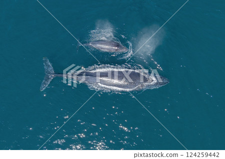 humpback whale mother and calf breaching mexico aerial view with drone 124259442