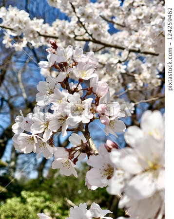 Cherry blossoms in full bloom against the blue sky (Jindai Akebono) (Okazaki Castle Park/Okazaki City, Aichi Prefecture) Cherry blossoms in full bloom against the blue sky (Jindai Akebono) (Okazaki Castle Park/Okazaki City, Aichi Prefecture) 124259462