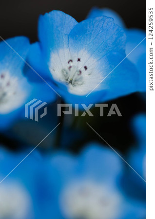 Nemophila 花盛開 124259535