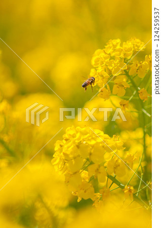 蜜蜂收穫油菜花 124259537