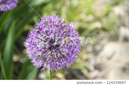 large round inflorescence with small purple flowers 124259697