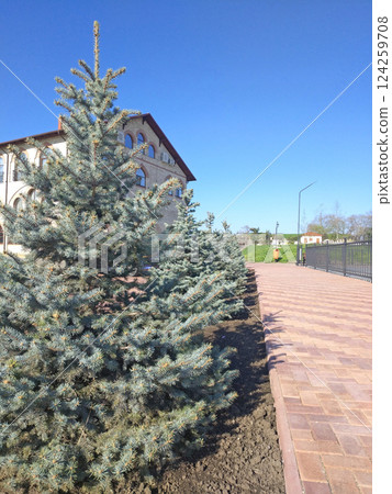 Young blue spruce, Young coniferous tree in the park of the sanatorium Young blue spruce, Young coniferous tree in the park of the sanatorium 124259708