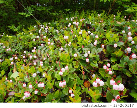 Red gnomes of Mt. Iwasu, Shiga Kogen Red gnomes of Mt. Iwasu, Shiga Kogen 124260117