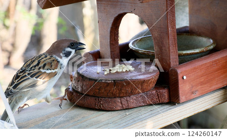 Sparrows eating rice from a feeding tray Sparrows eating rice from a feeding tray 124260147
