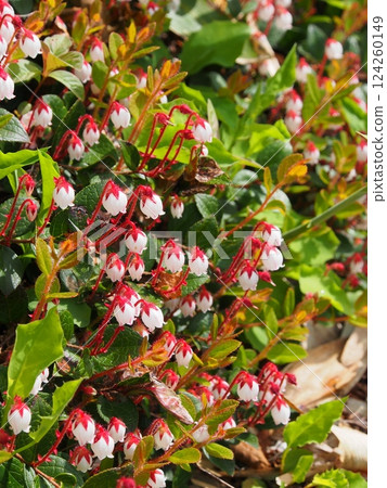 Red gnomes of Mt. Hirashira 124260149